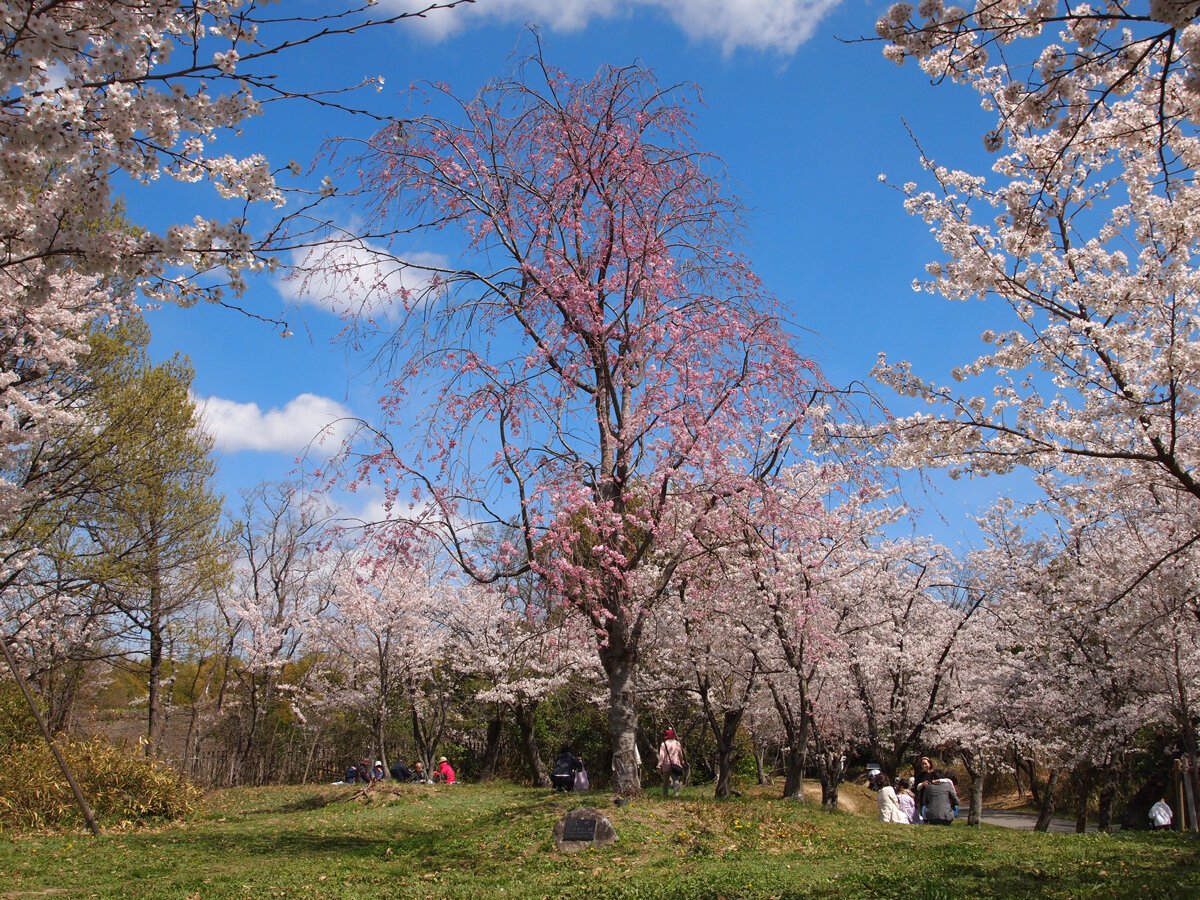 🌳 핫토리 녹지(핫토리 료쿠치 코엔) 이미지 6